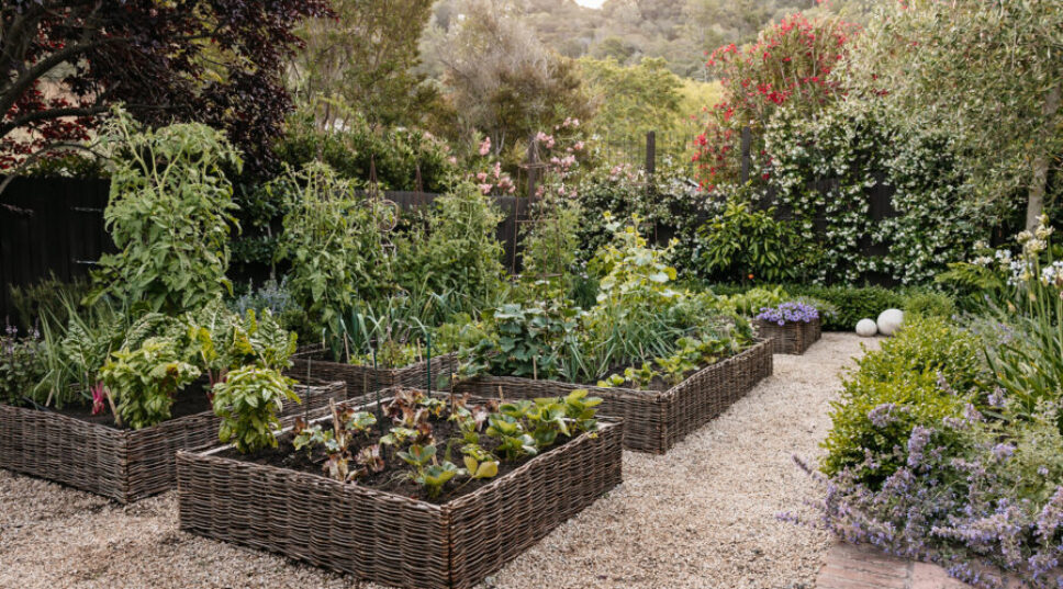 5 Things You Need to Know Before You Plant a Vegetable Garden