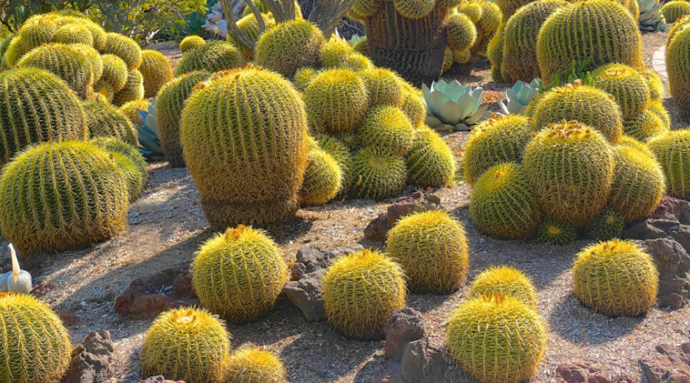 Considering a Low-Water Cactus Garden? This Is What You Need to Know First
