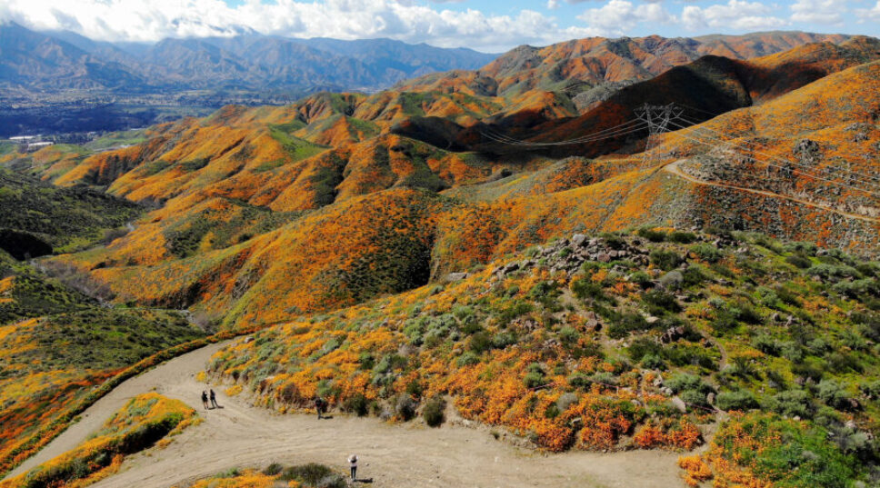 This Super Bloom Hotline Will Give You the 411 on This Year's Wildflowers