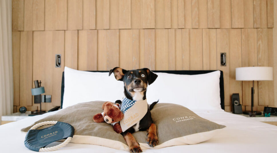The Best Pet-Friendly Hotels in the West Have Everything from Doggie Tapas to Pooch-Inclusive Weddings