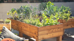 Wooden Raised Beds with Veggies