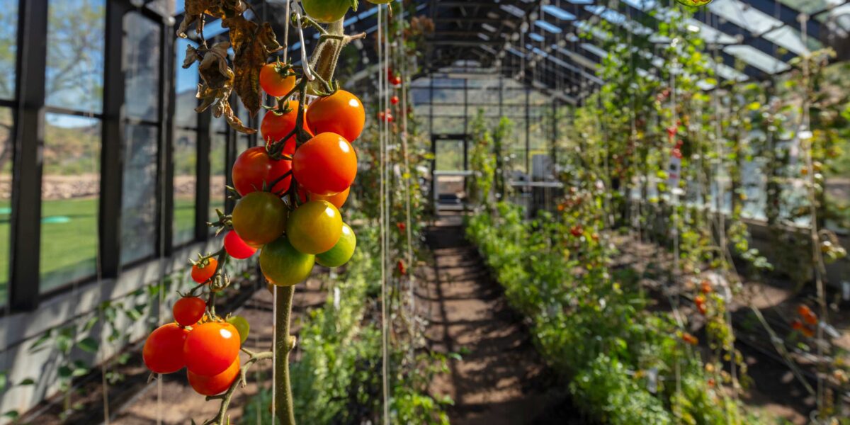 Greenhouse Tomatoes on a Trellis